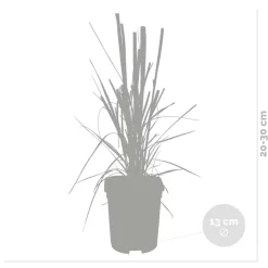 Brico Planten-2X Cortaderia ‘Pumila' - Pampasgras - Siergrassen - Winterhard - 13 Cm - ↕20-30 Cm