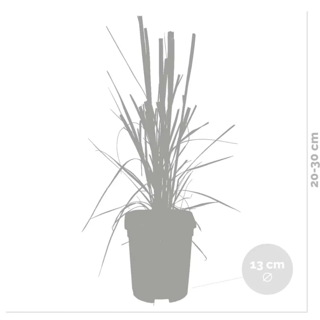 Brico Planten-2X Cortaderia ‘Pumila' - Pampasgras - Siergrassen - Winterhard - 13 Cm - ↕20-30 Cm