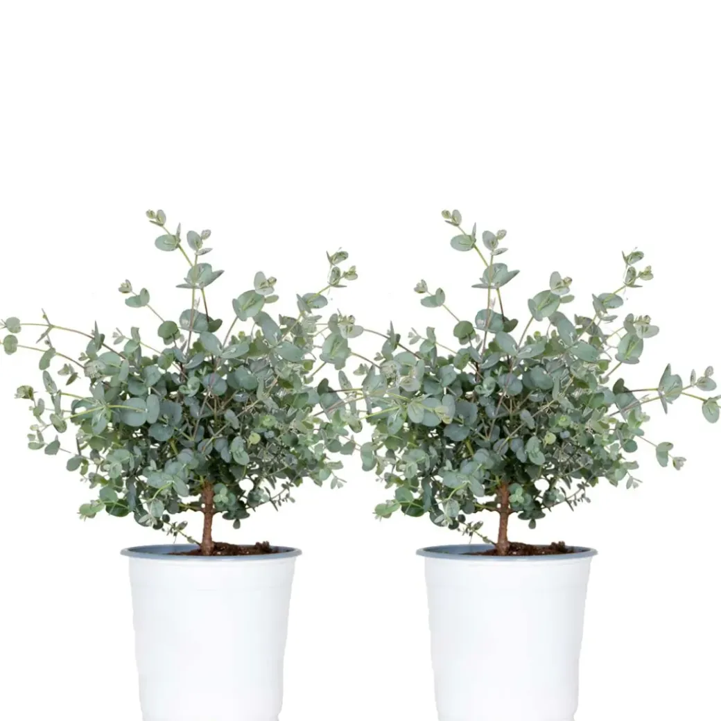 Brico Planten-2X Eucalyptus Gunnii - Gomboom - Heester - Groenblijvend - 14 Cm - ↕25-35 Cm