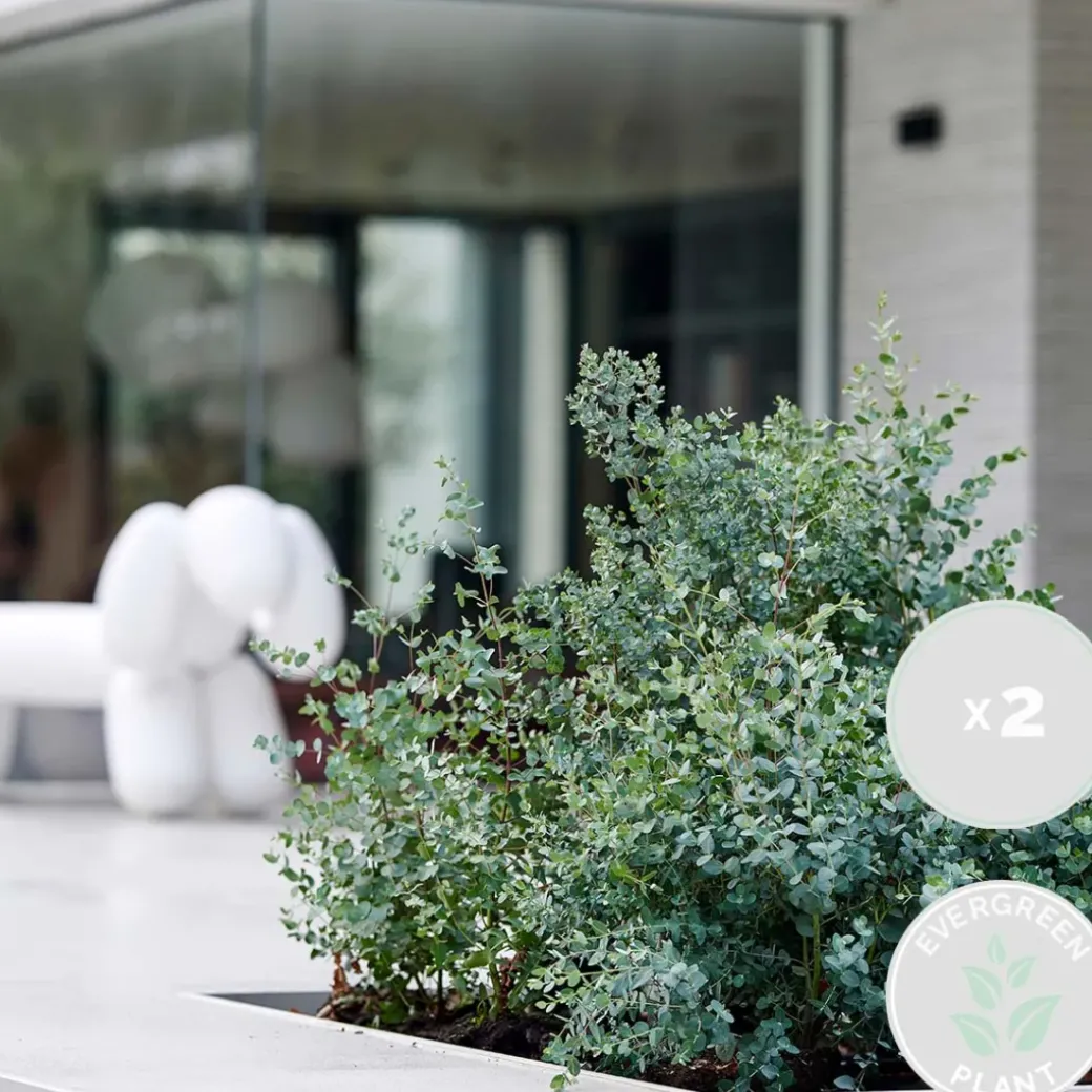 Brico Planten-2X Eucalyptus Gunnii - Gomboom - Heester - Groenblijvend - 14 Cm - ↕25-35 Cm