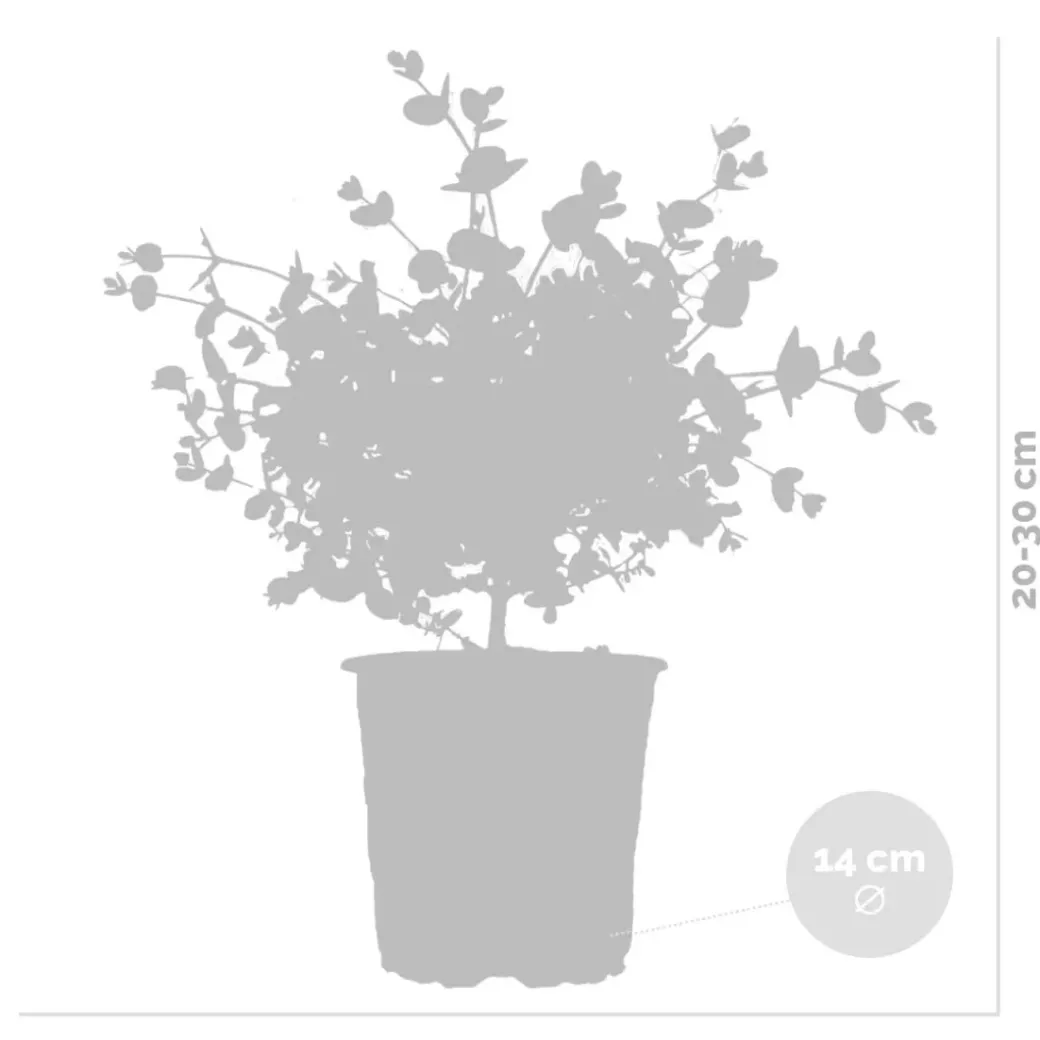 Brico Planten-2X Eucalyptus Gunnii - Gomboom - Heester - Groenblijvend - 14 Cm - ↕25-35 Cm