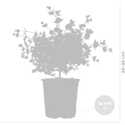 Brico Planten-2X Eucalyptus Gunnii - Gomboom - Heester - Groenblijvend - 14 Cm - ↕25-35 Cm
