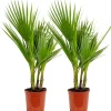 Brico Planten-2X Washingtonia Robusta - Mexicaanse Waaierpalm - Palm - Groenblijvend - 17 Cm - ↕60-75 Cm