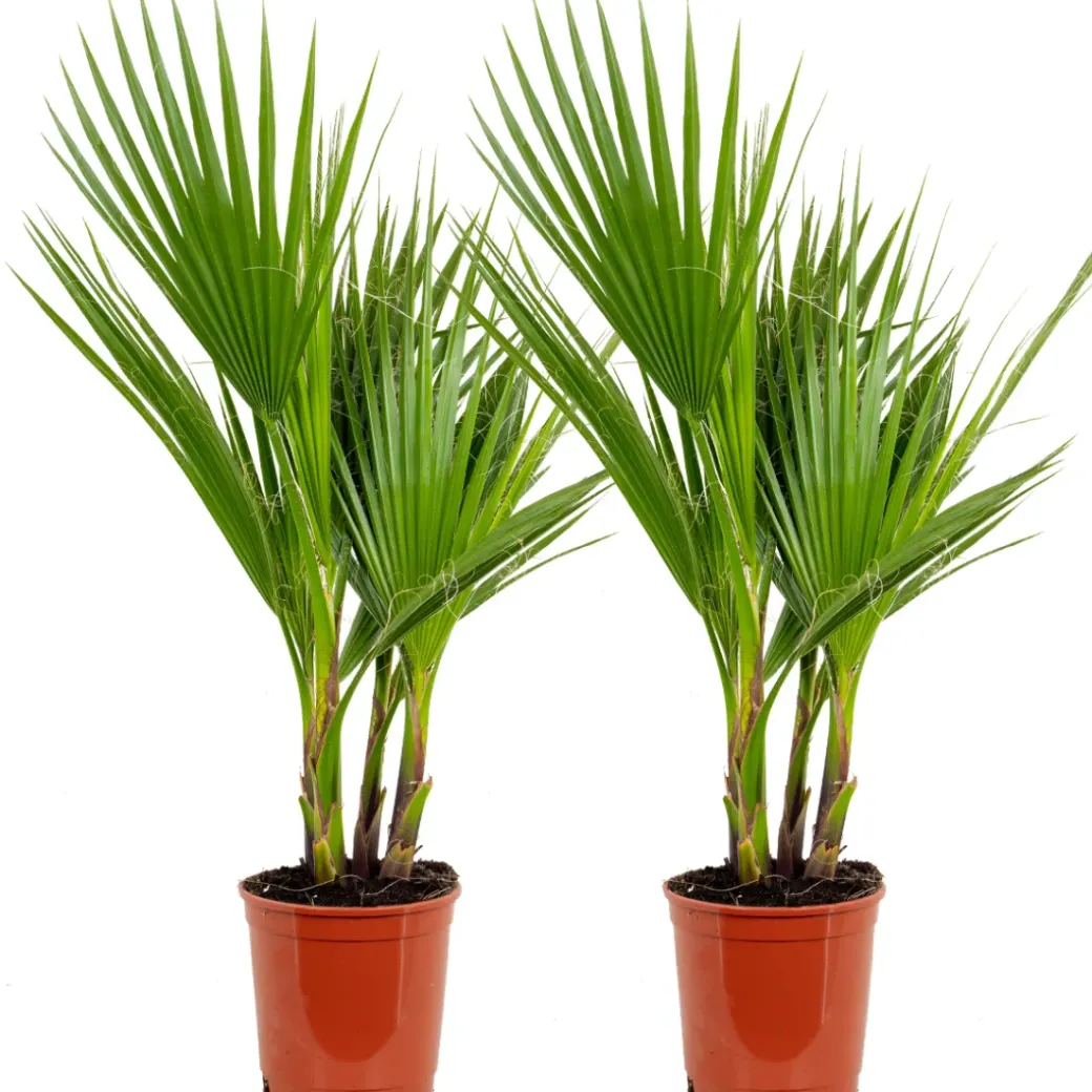 Brico Planten-2X Washingtonia Robusta - Mexicaanse Waaierpalm - Palm - Groenblijvend - 17 Cm - ↕60-75 Cm