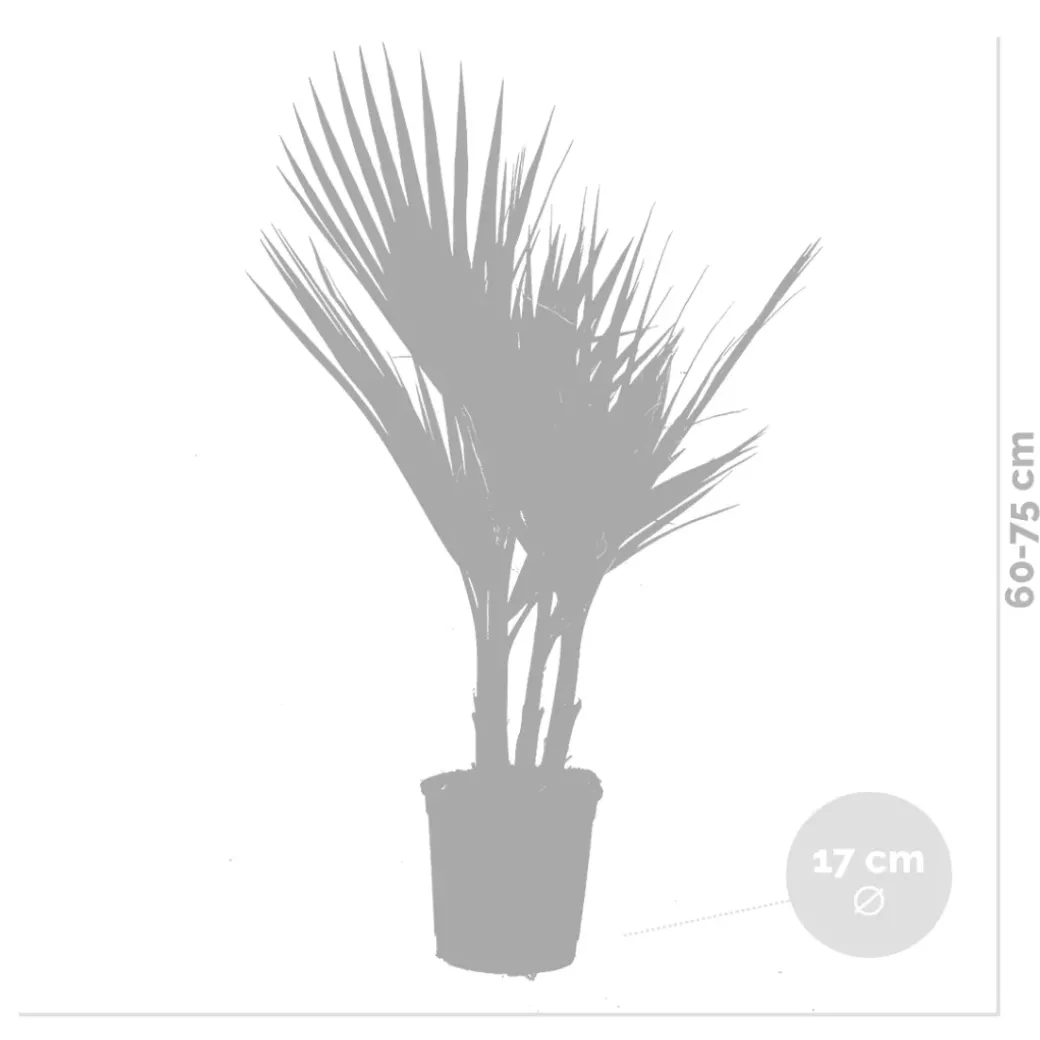 Brico Planten-2X Washingtonia Robusta - Mexicaanse Waaierpalm - Palm - Groenblijvend - 17 Cm - ↕60-75 Cm